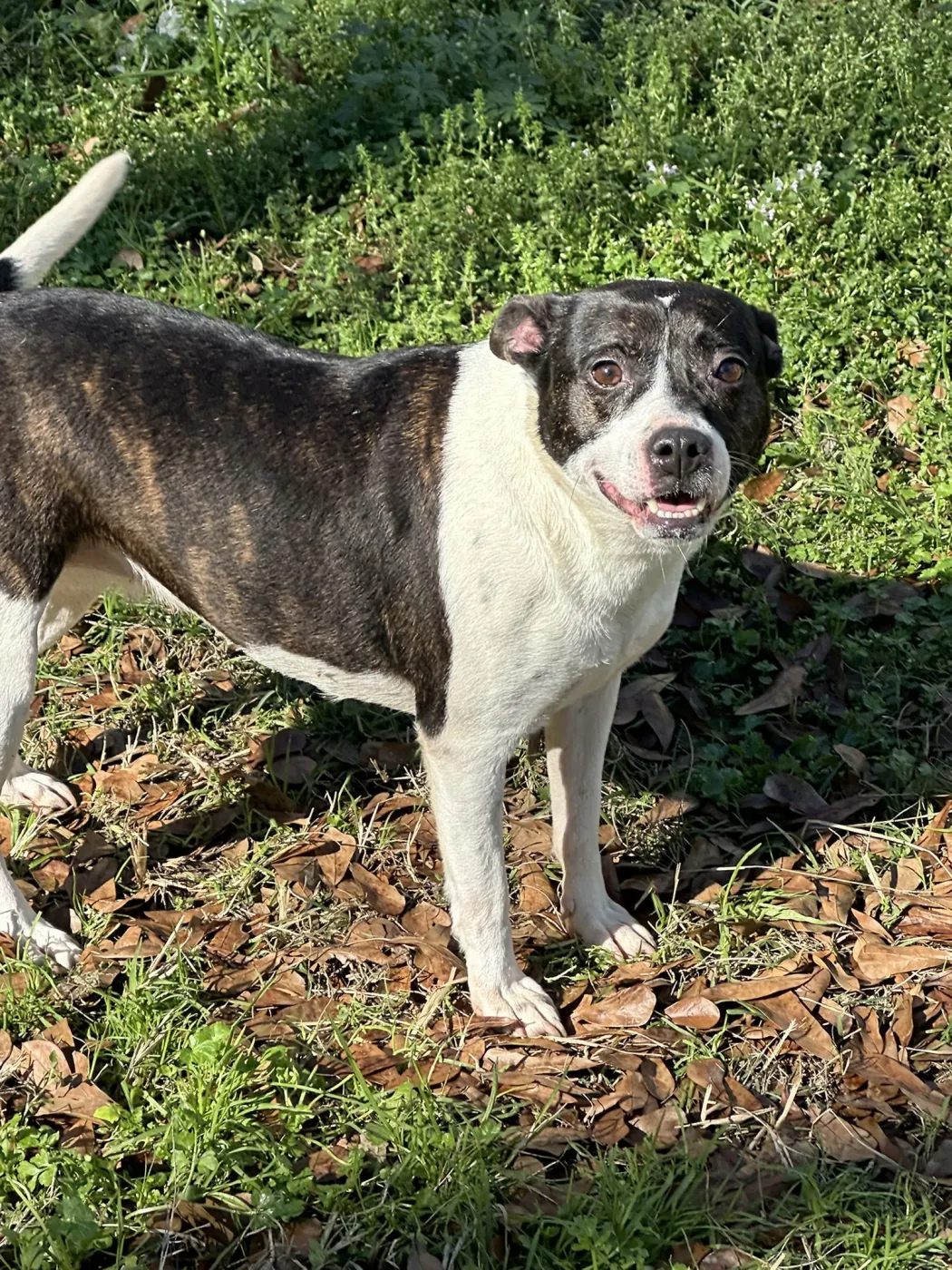 Minnie Mouse - Photo 1