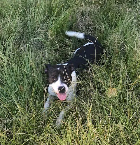 Minnie Mouse - Photo 4