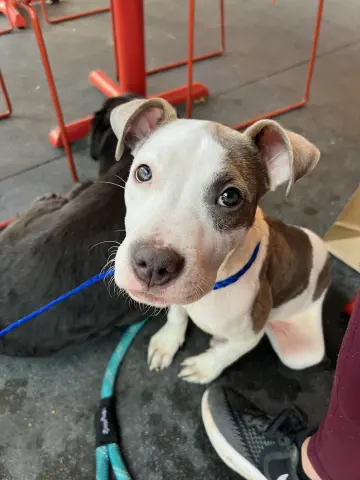 Nova Lucy thumbnail 4