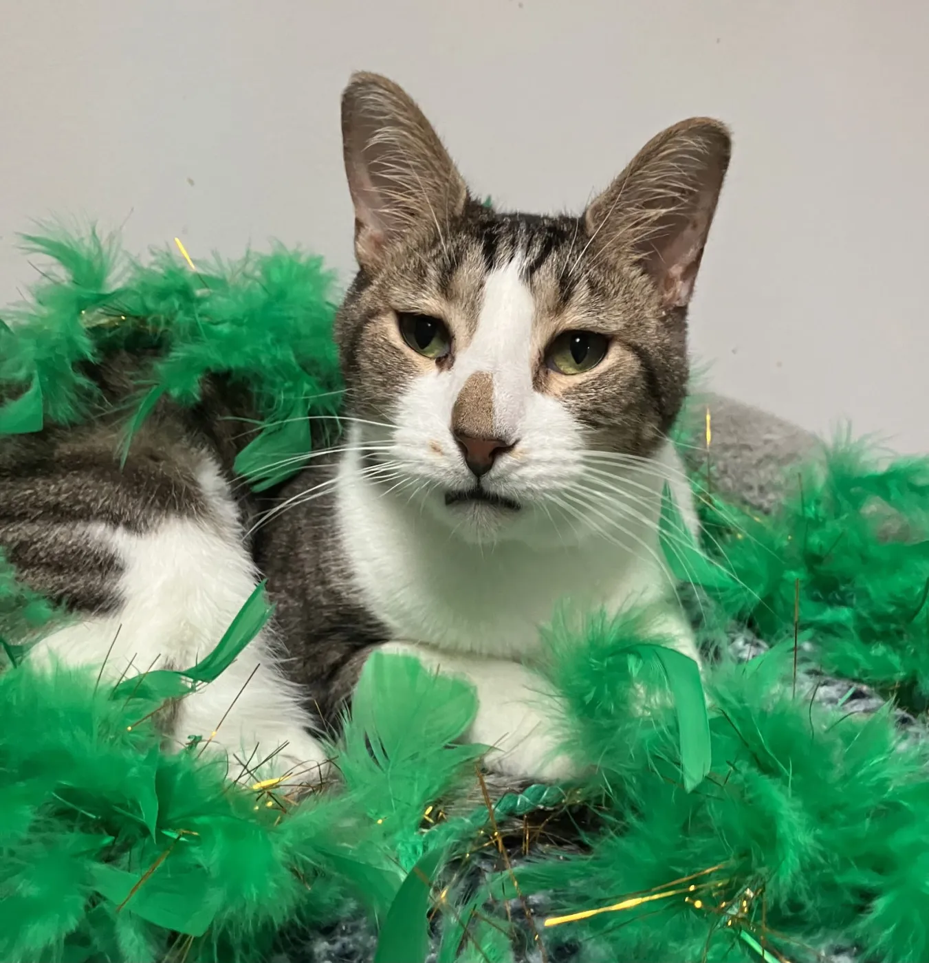 Geese A Laying - Photo 1