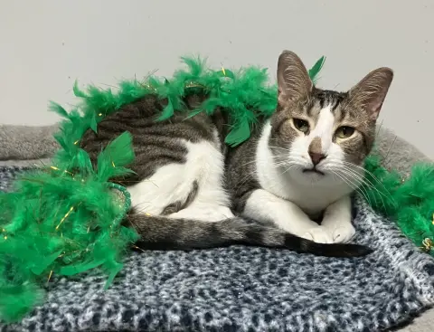 Geese A Laying thumbnail 2