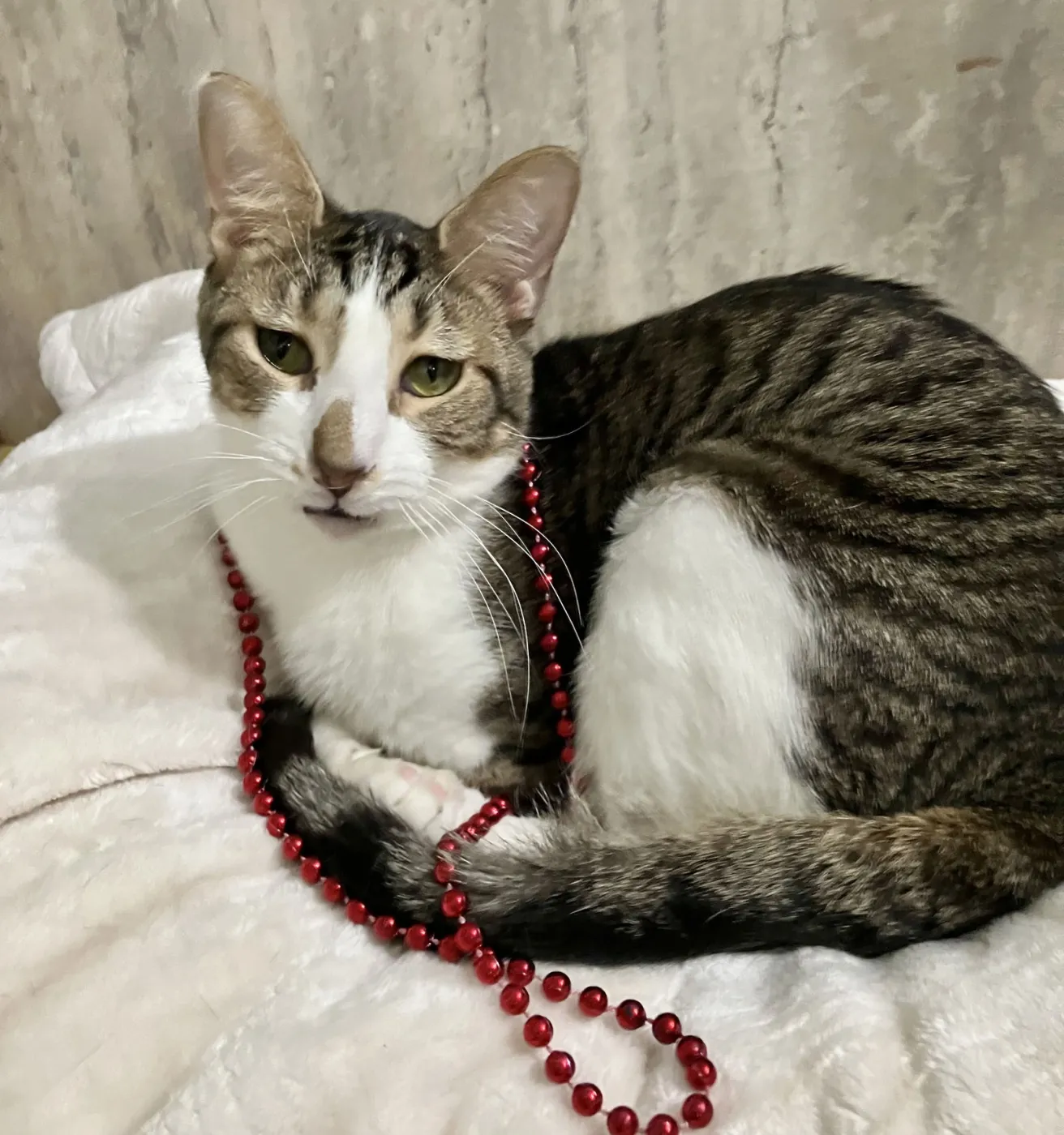 Geese A Laying - Photo 3