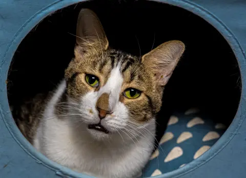 Geese A Laying thumbnail 4