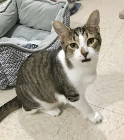 Geese A Laying thumbnail 5