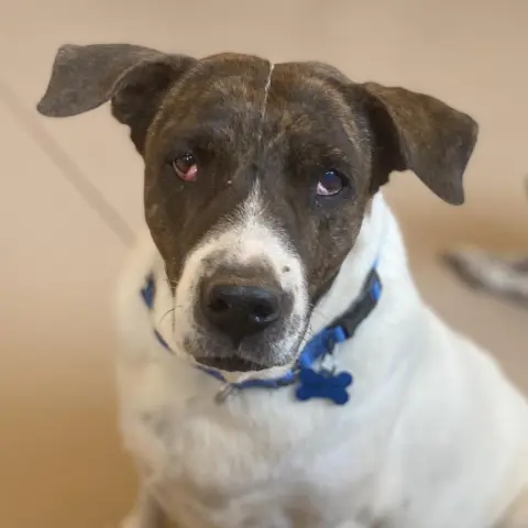 Dolphina thumbnail 2