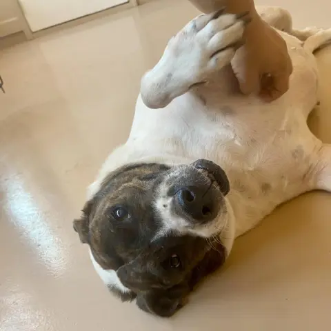 Dolphina thumbnail 4