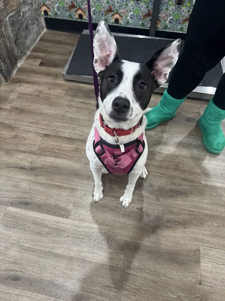 Miss Misty - Photo 4