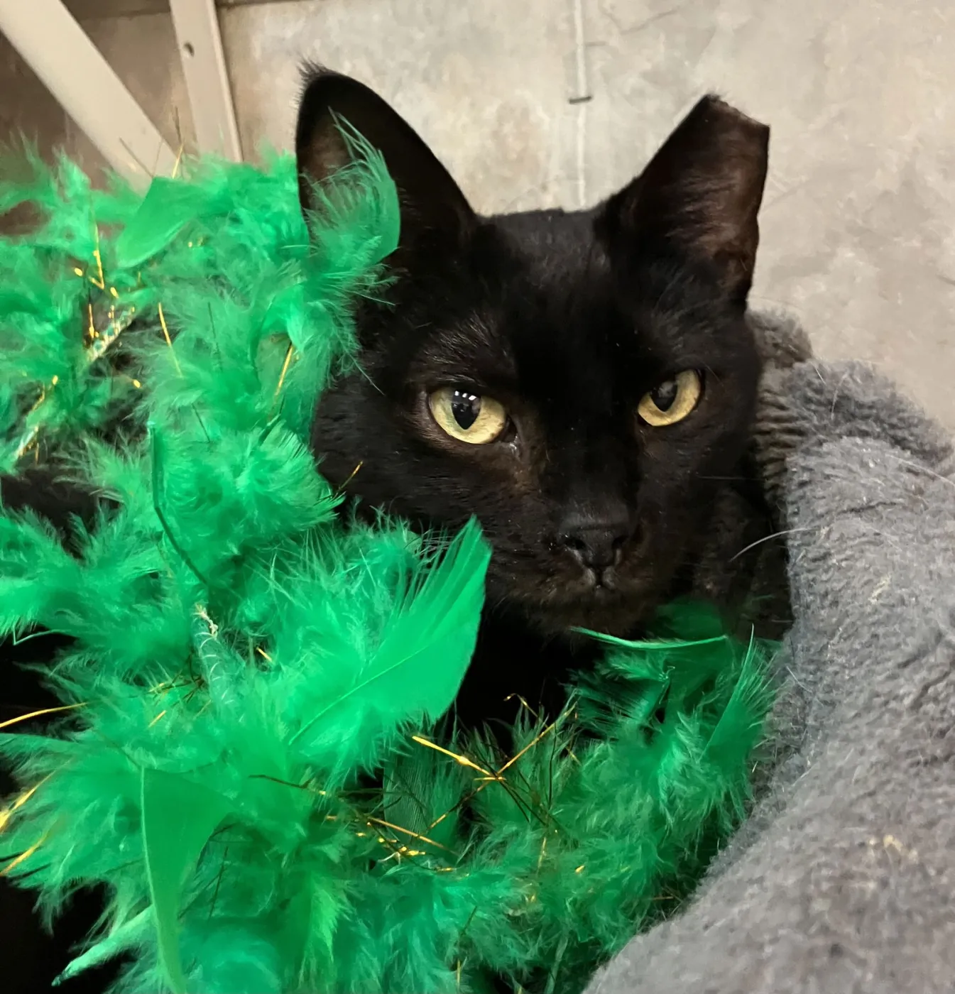 Stella Luna - Photo 1