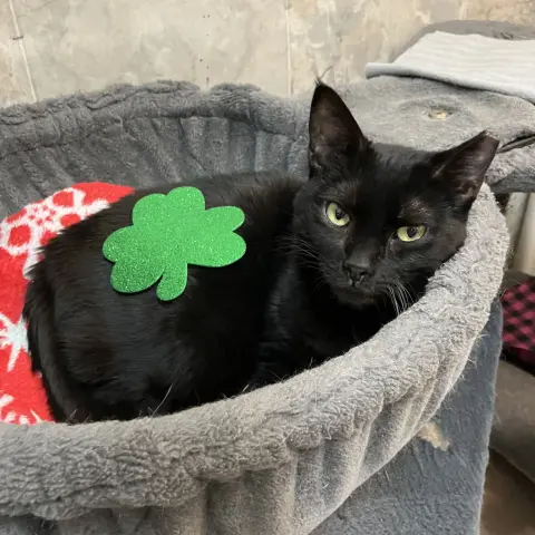 Stella Luna thumbnail 2