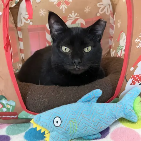 Stella Luna thumbnail 3