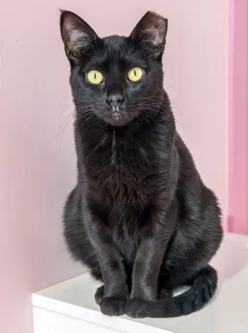 Stella Luna thumbnail 4