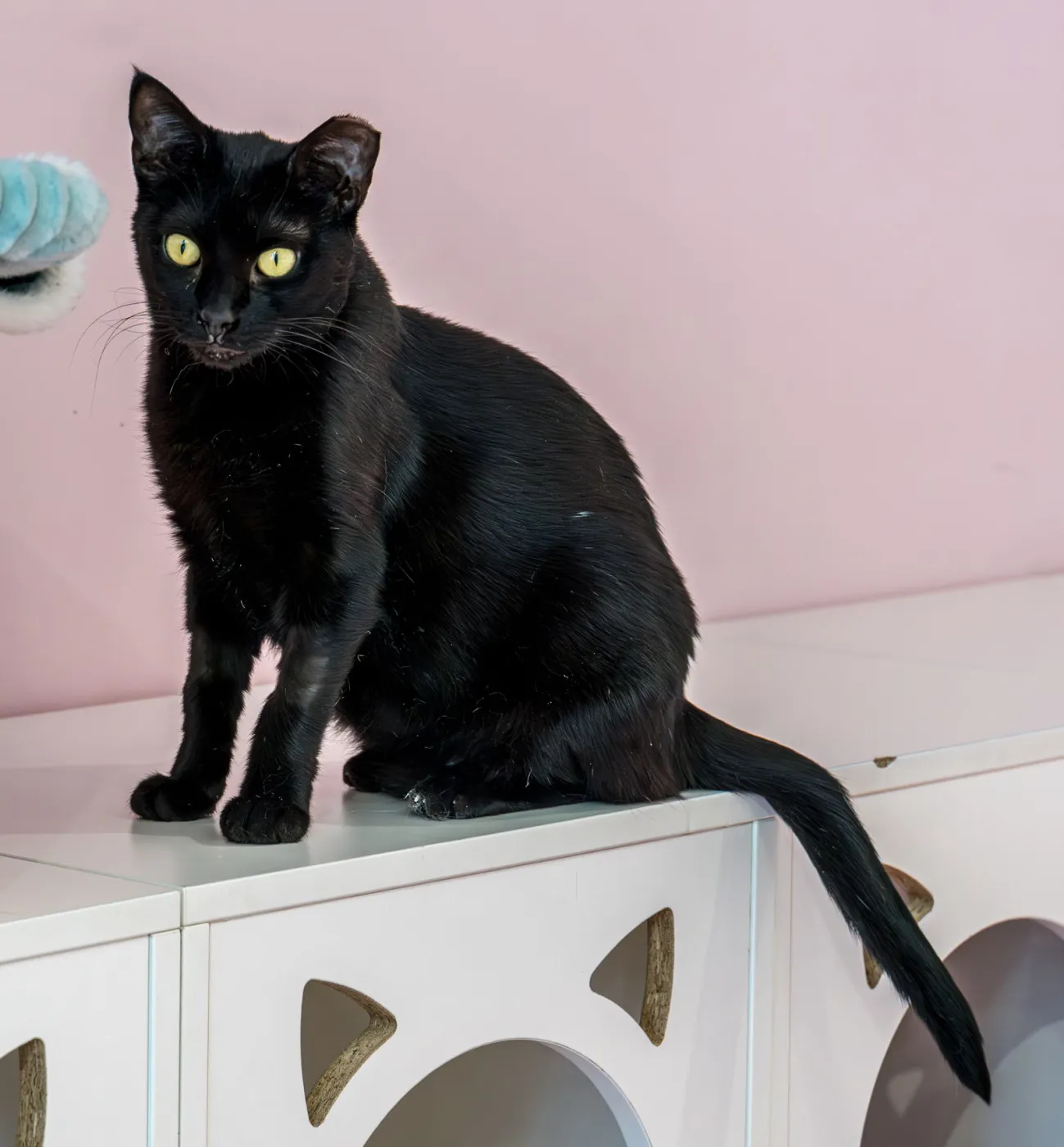 Stella Luna - Photo 5