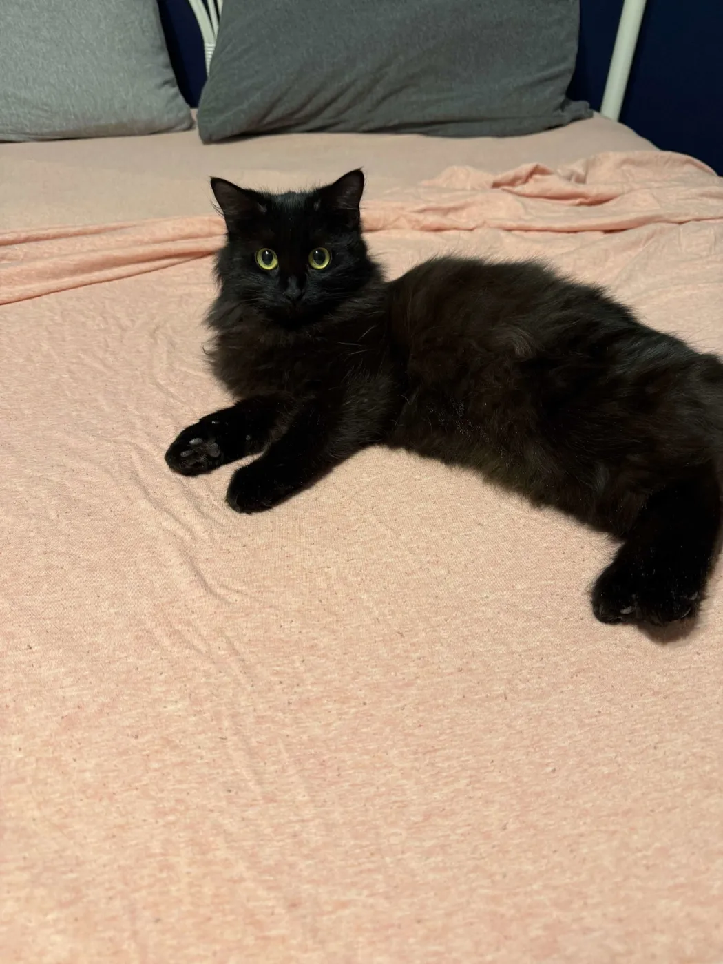 Dust Bunny - Photo 2