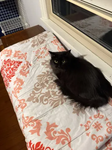 Dust Bunny thumbnail 4