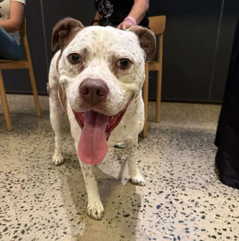 Freckles thumbnail 4