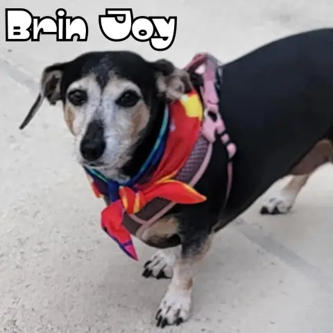 Brin Joy thumbnail 2