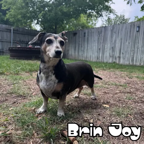 Brin Joy thumbnail 4