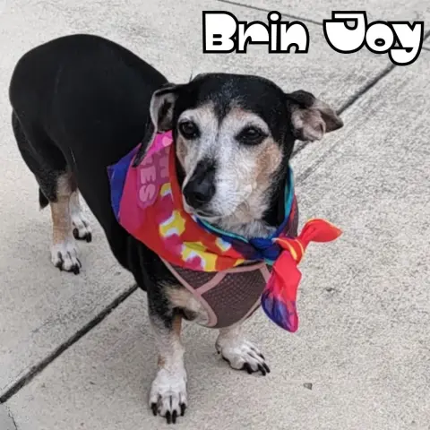 Brin Joy thumbnail 5