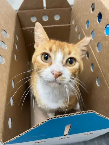 Gum Drop thumbnail 3