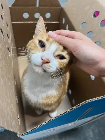 Gum Drop thumbnail 4