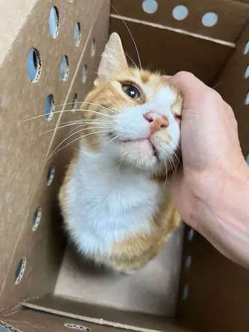 Gum Drop thumbnail 5