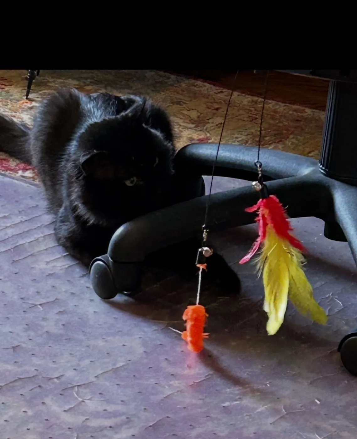 Tommy Albert - Photo 2