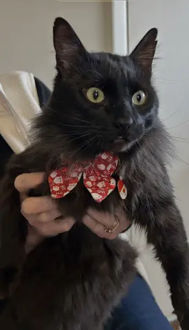 Tommy Albert thumbnail 3