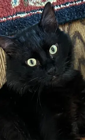 Tommy Albert thumbnail 4