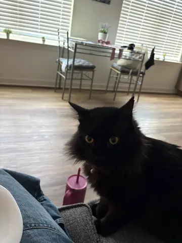 Tommy Albert thumbnail 5