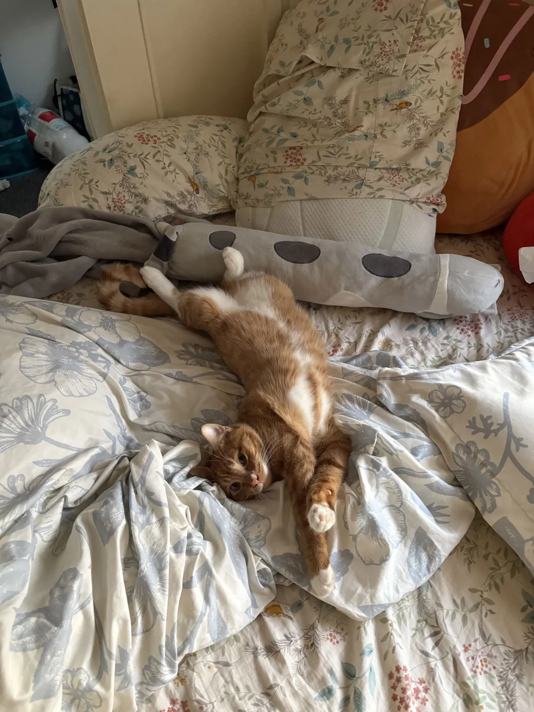 Sweet Potato - Photo 2