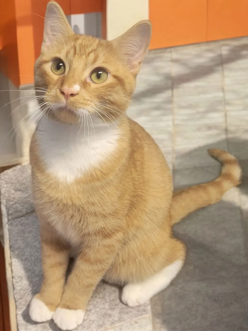 Sweet Potato - Photo 3