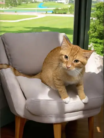 Sweet Potato thumbnail 4