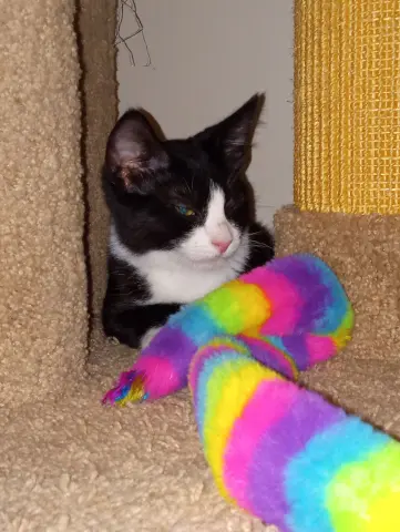 Dragonfly thumbnail 3