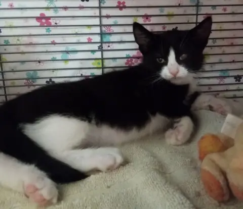 Dragonfly thumbnail 4