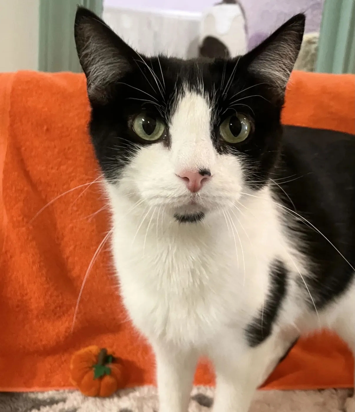 Sophia Marie - Photo 2