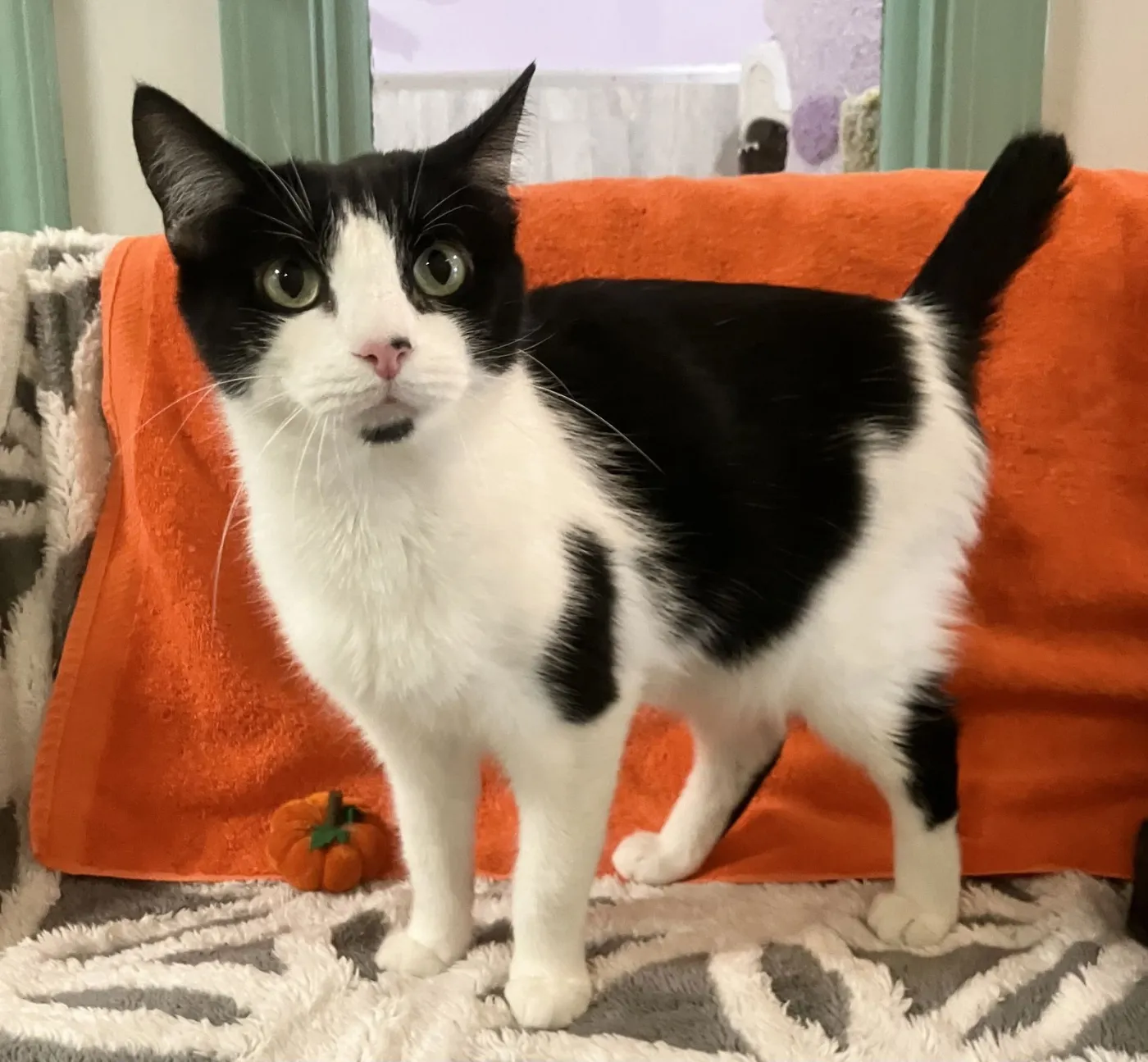 Sophia Marie - Photo 5