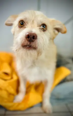 Underdog thumbnail 3