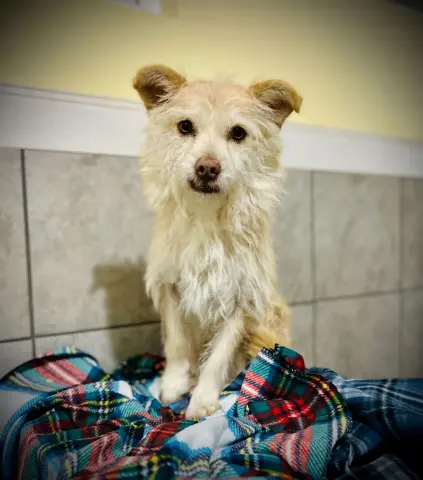 Underdog thumbnail 4