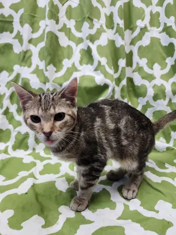 Princess Zotz thumbnail 2