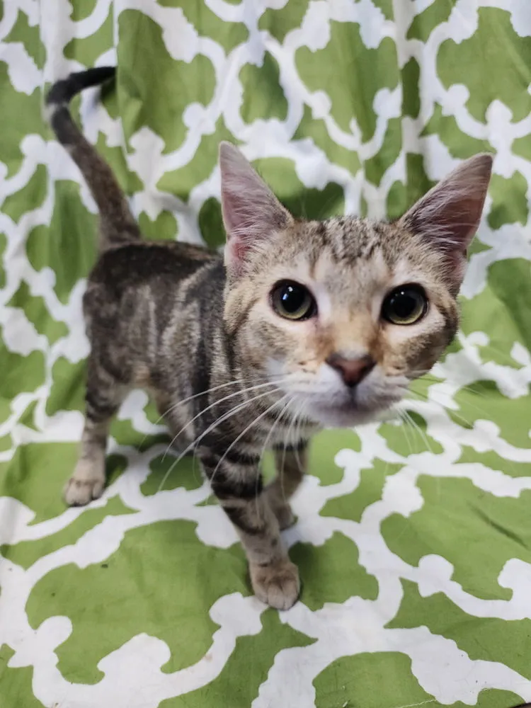 Princess Zotz - Photo 3