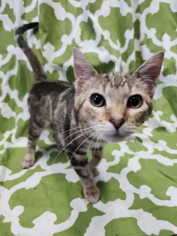 Princess Zotz thumbnail 3