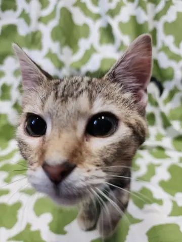 Princess Zotz thumbnail 4