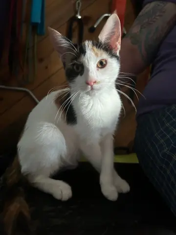 Gabrielle thumbnail 3