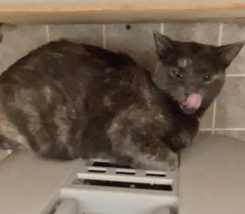 Annabella thumbnail 3