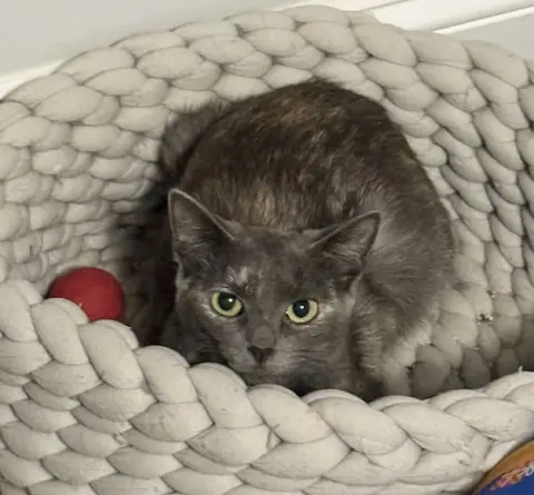 Annabella thumbnail 4