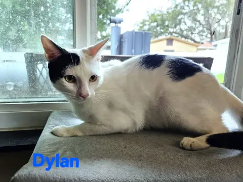 Dylan thumbnail 3