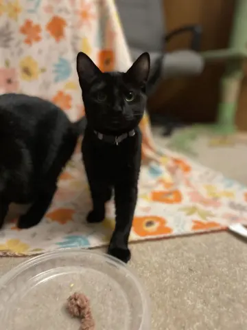 December thumbnail 5