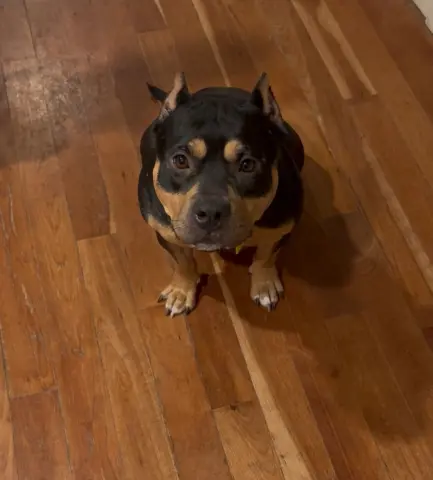 Maggie Moo thumbnail 3