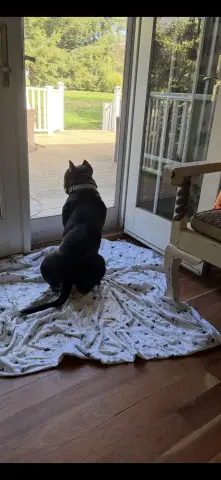 Maggie Moo thumbnail 4