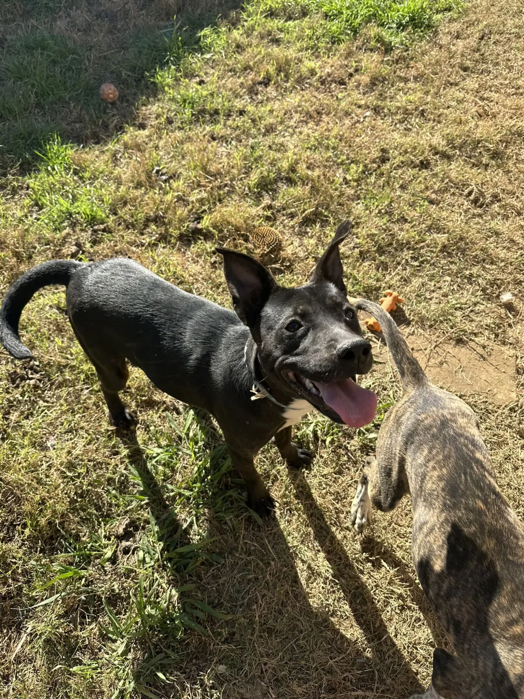 Dottie West - Photo 1